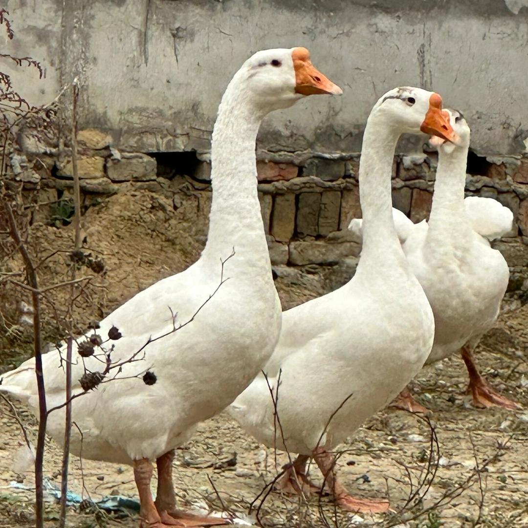 农村散养大鹅