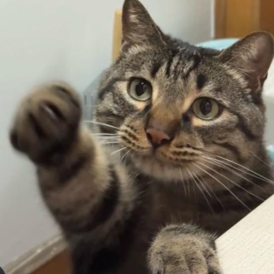 馋猫李阿豹