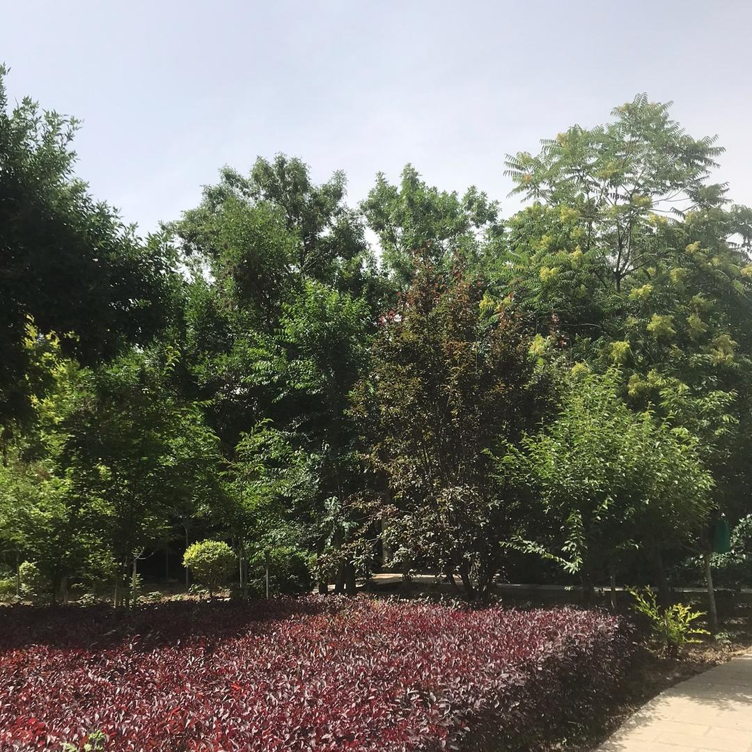 夏日云蔚