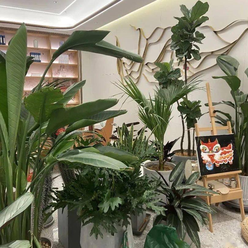 花儿草绿植花卉
