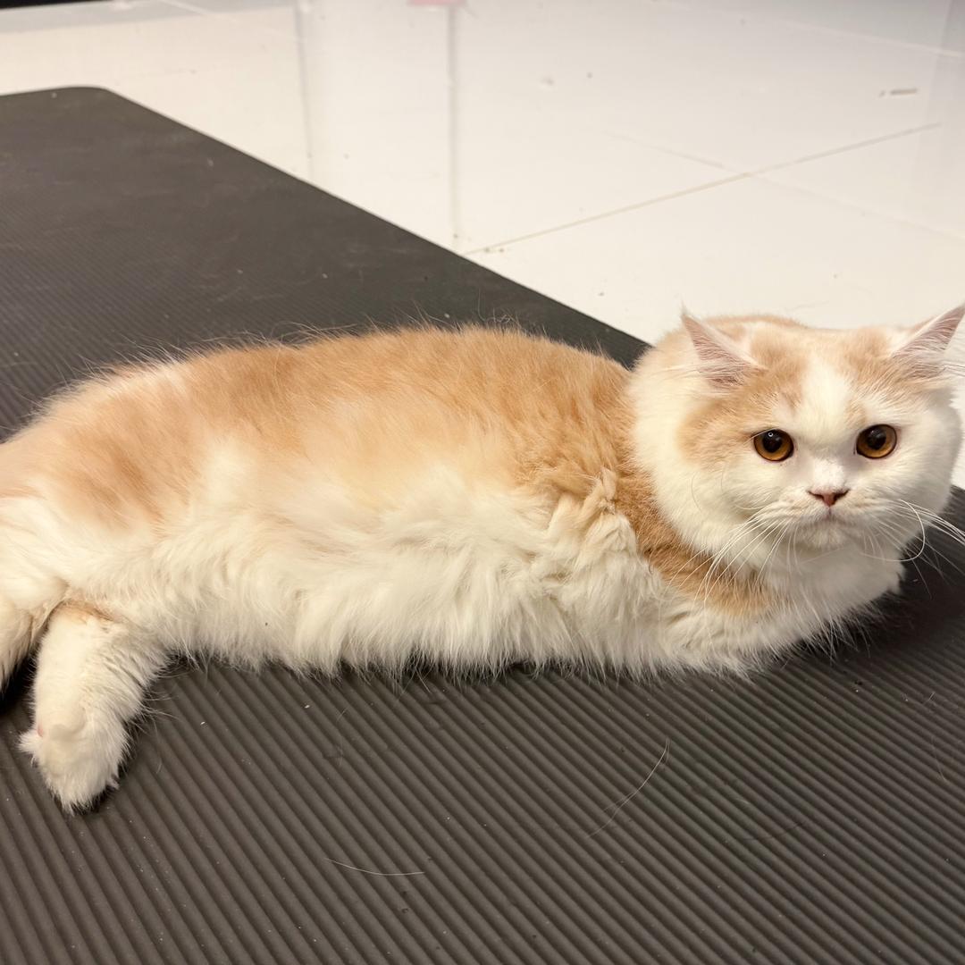 月半小夜猫