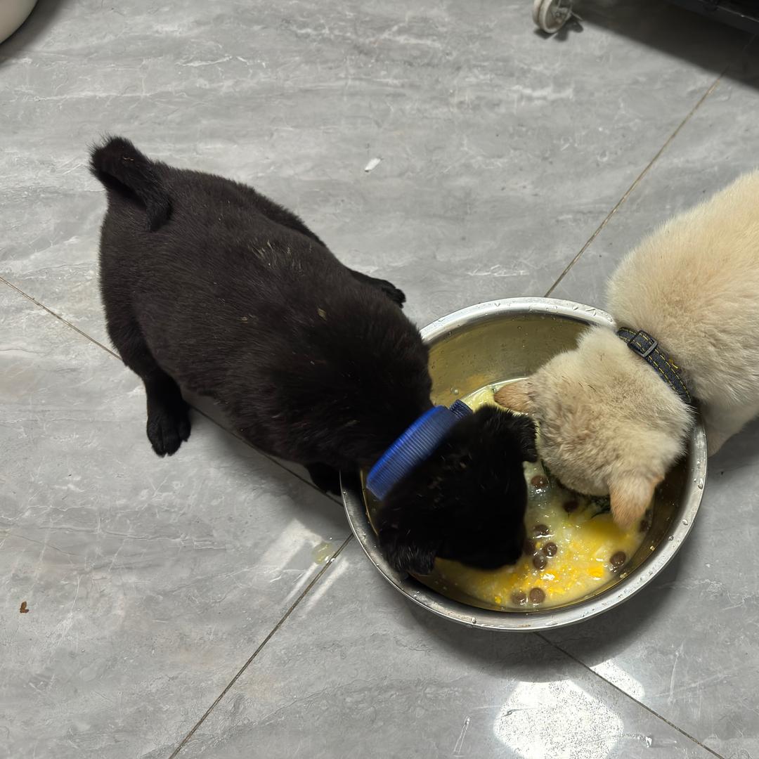 守麟家的黑蛋和米蛋