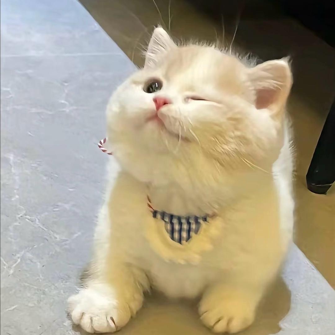 ㅤㅤ  ㅤㅤ    🧸