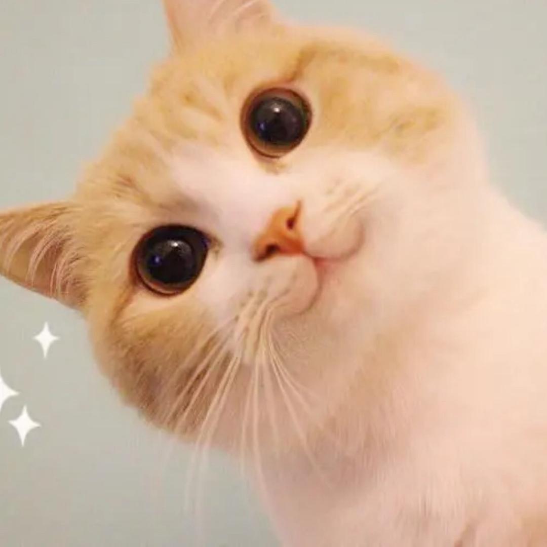 肥亮