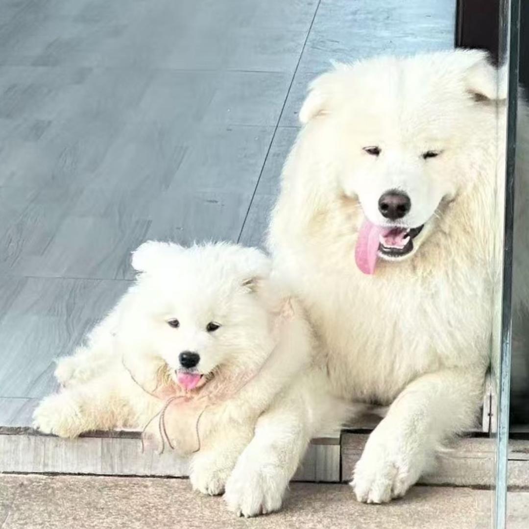 大狗咖、果茶、奶茶、鲜奶