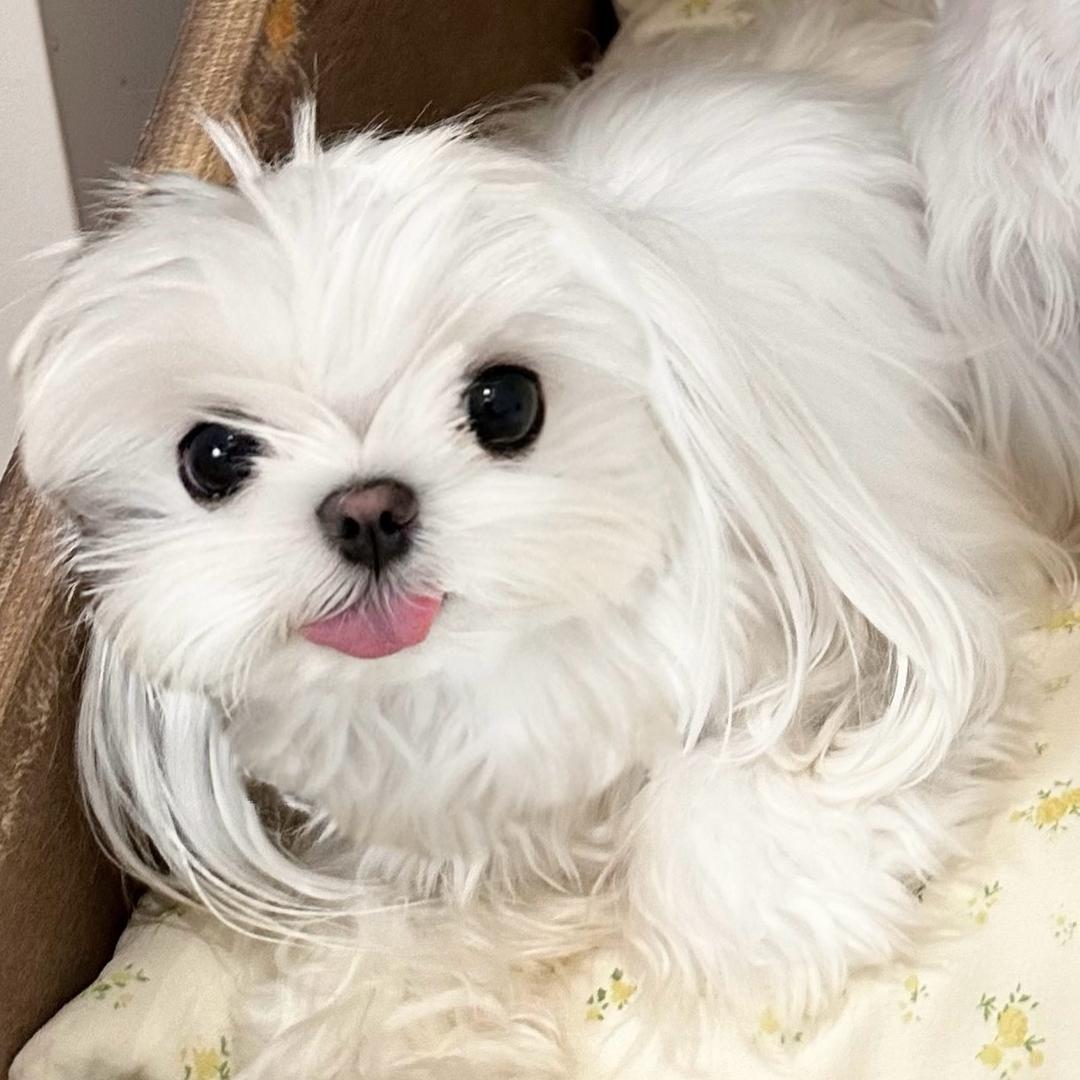 迷你小甜瓜