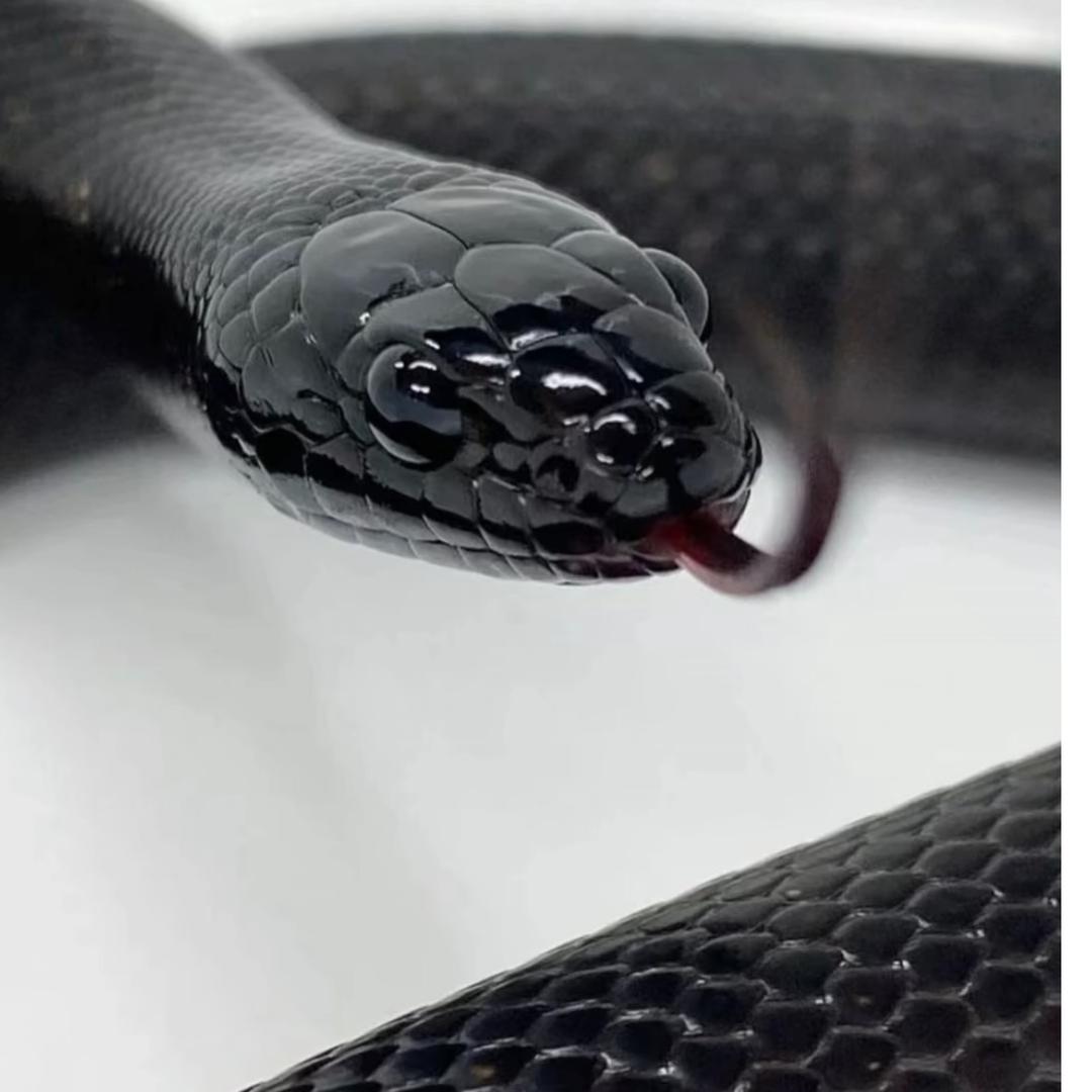 爬宠馆🐍.