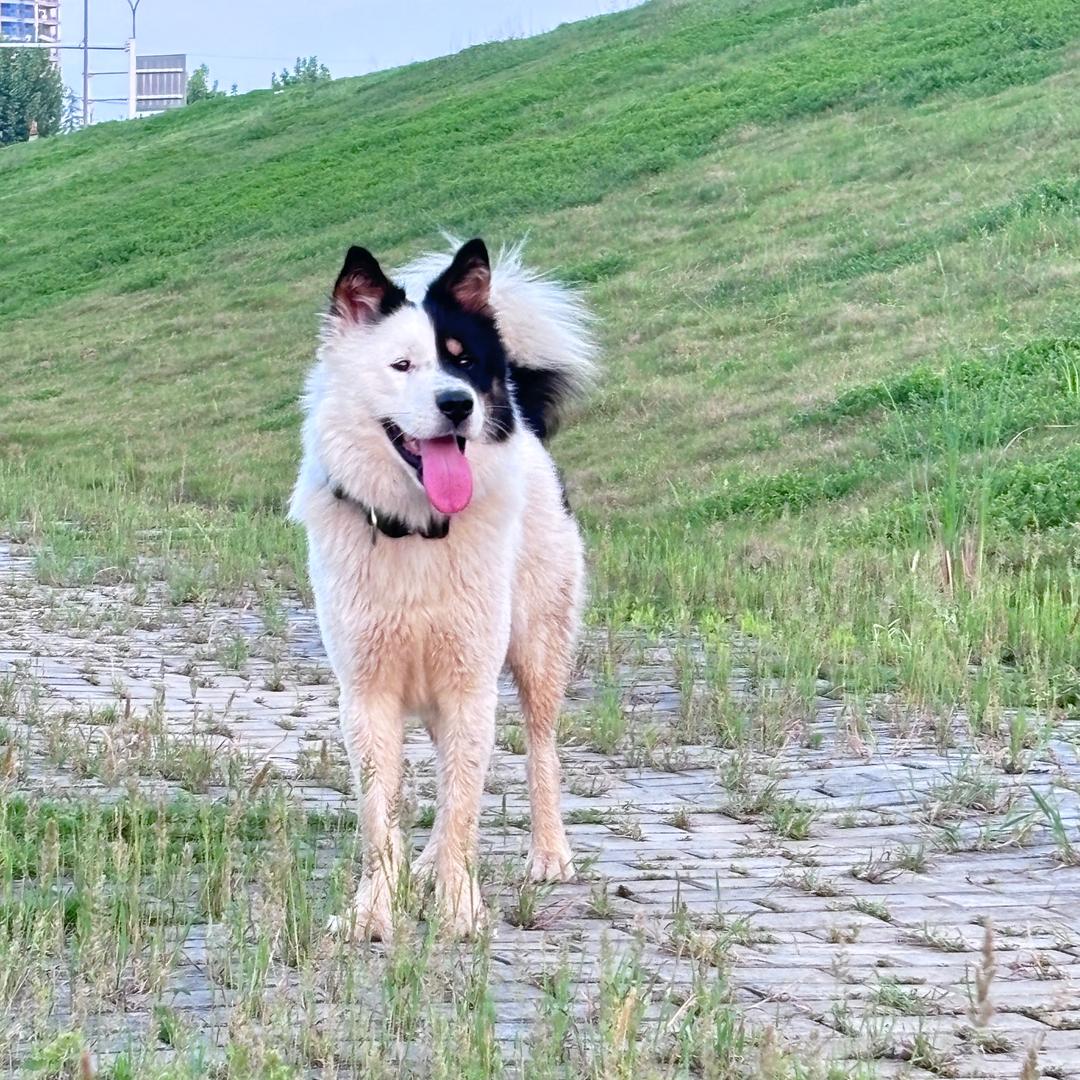 怂狗小乖