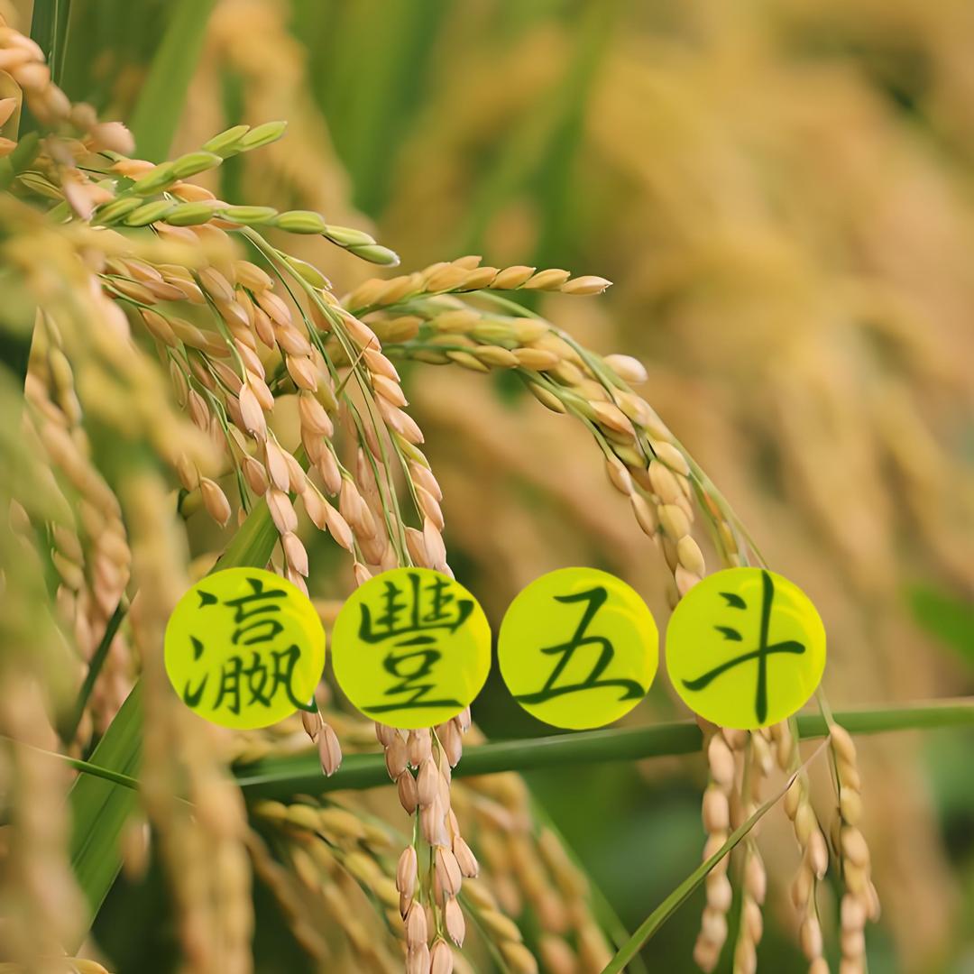崇明·瀛丰五斗（冲刺100万粉丝）