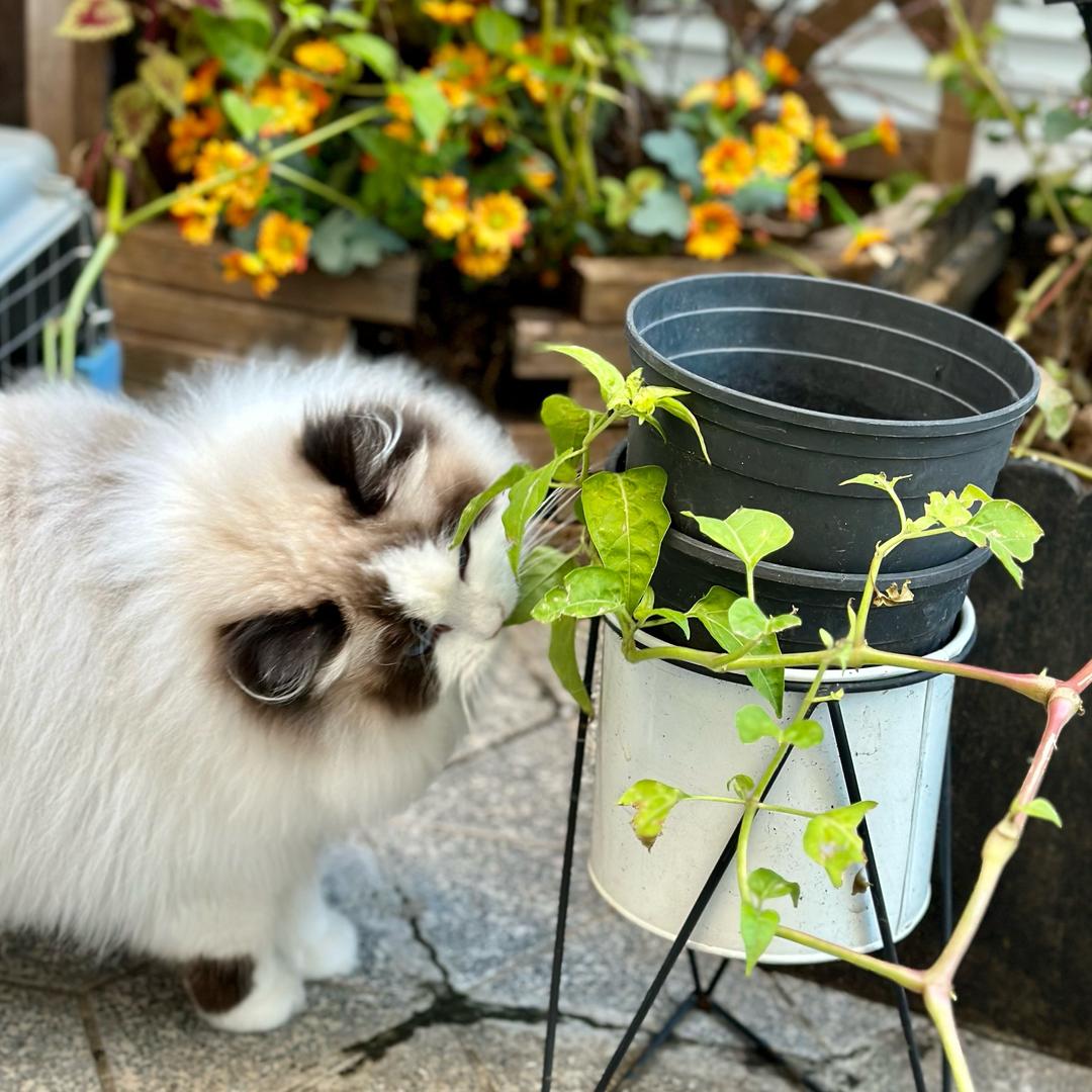好好笑布偶猫舍