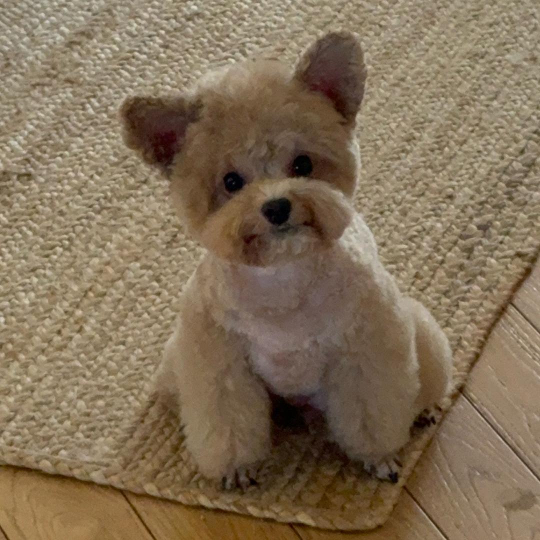 Puppy是趴屁