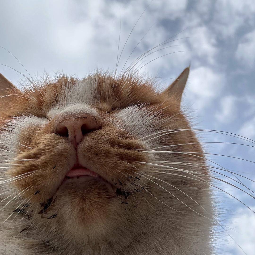 番茄爆炒西红柿