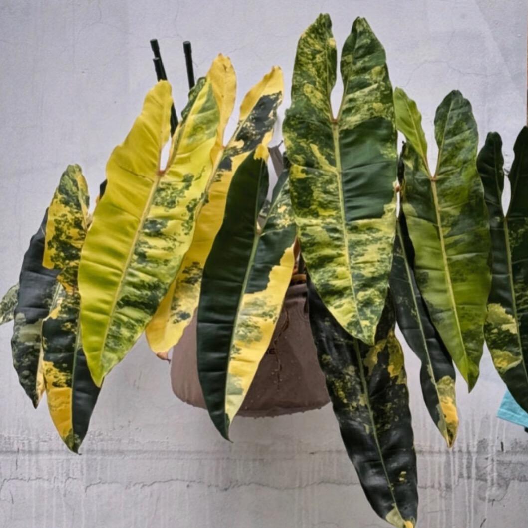 绿白热植优选