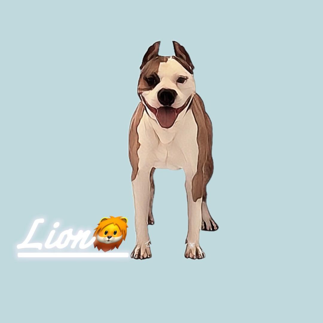 方旬斯塔福kennel