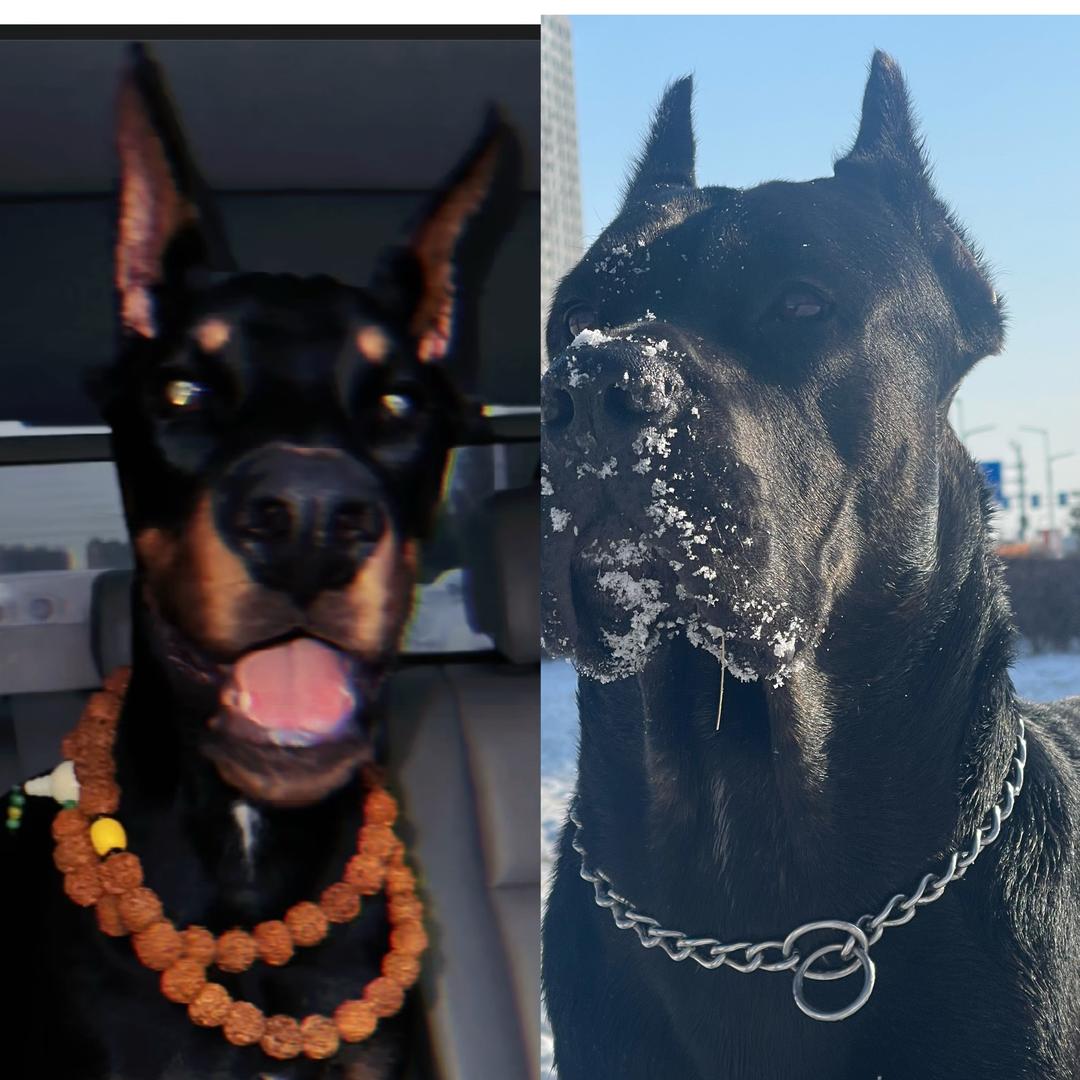 路虎卡斯罗，暴徒是杜宾