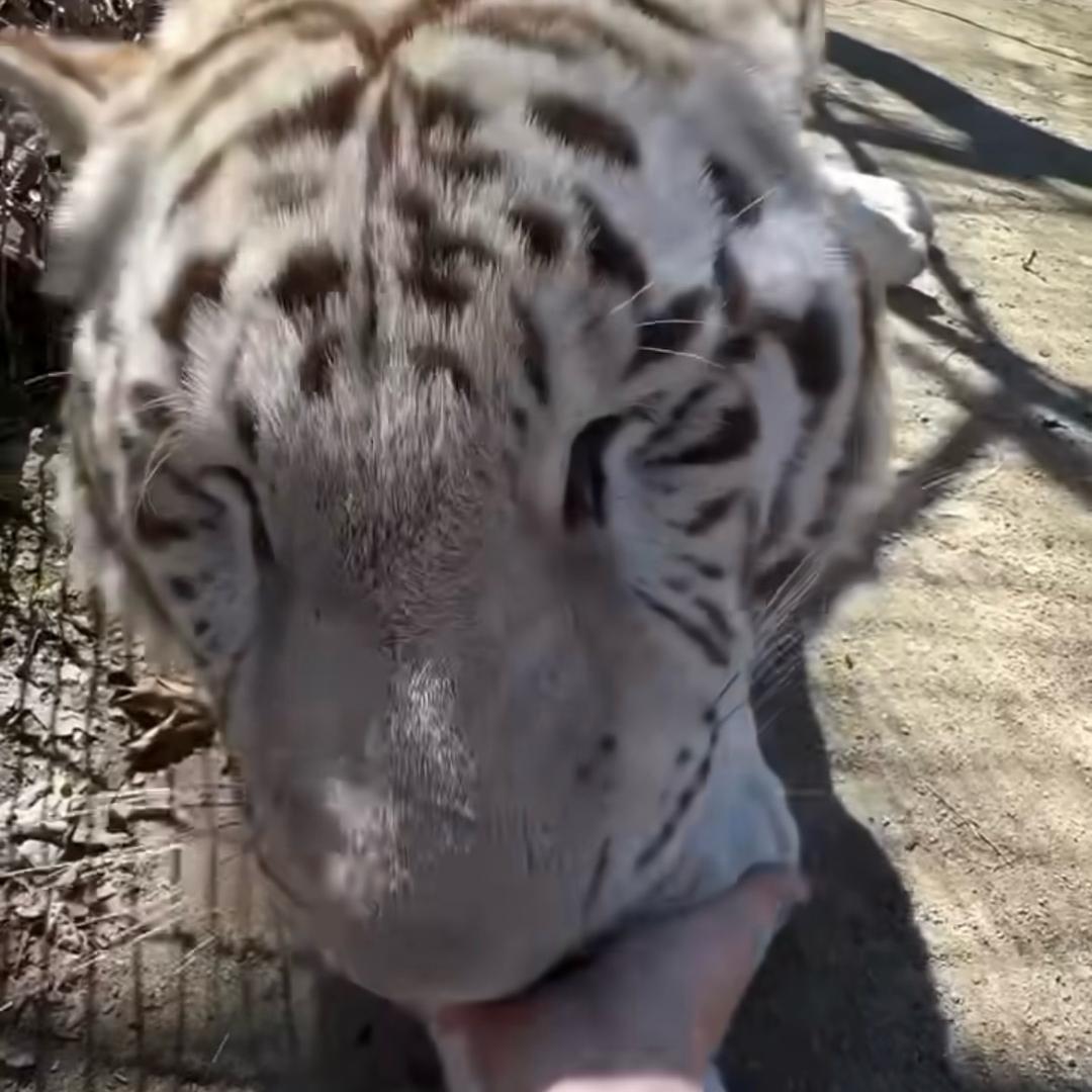 萌萌动物日常