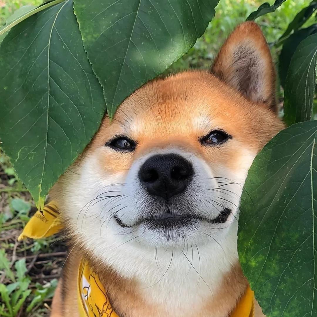 王成的宠物与生活优品小铺