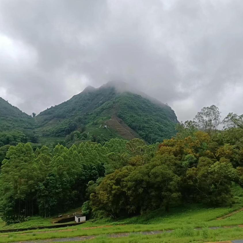 自产自销凤凰单枞茶原一一一一一