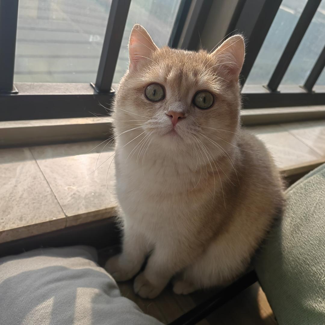 沐小森宠物旗舰店