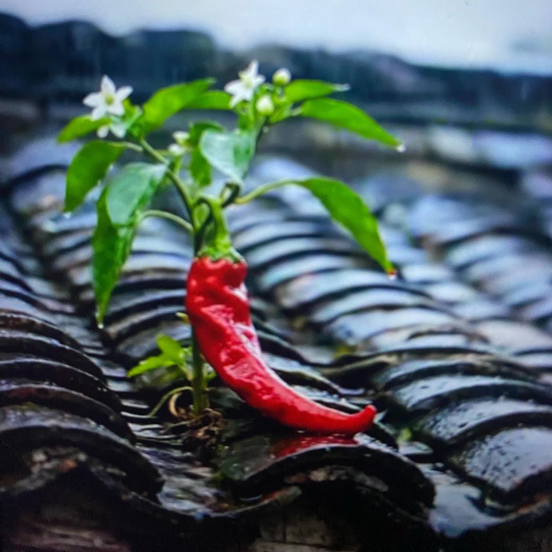 🌶️小辣椒🌶️