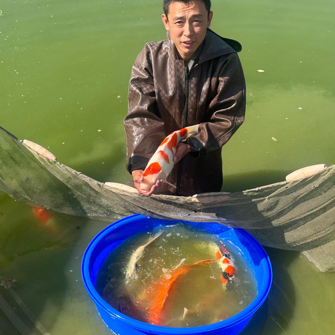 邹平市好生年年有鱼锦鲤场