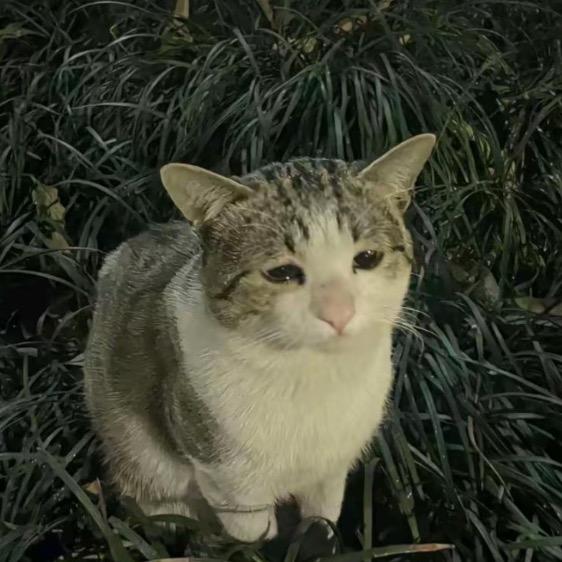 参宿七（字丑不签to)