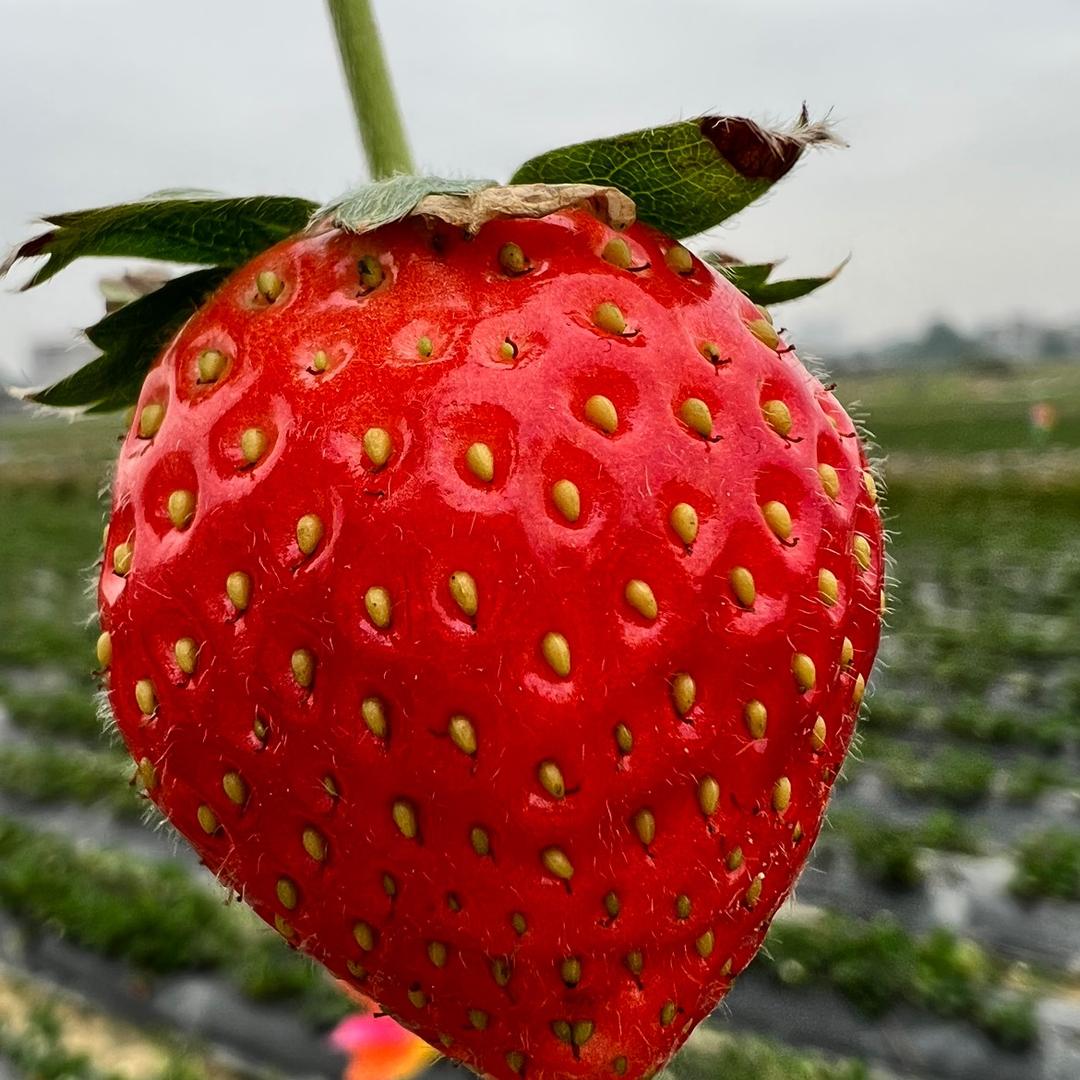 北海米加草莓园🍓