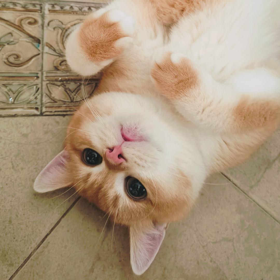 金金渐橙和三德子～