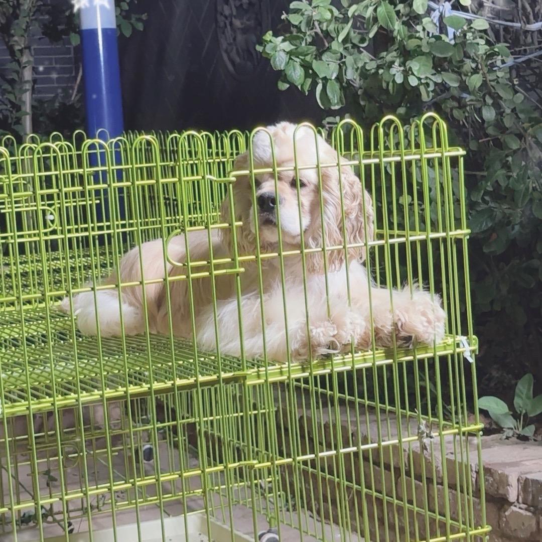 陕西德发犬业二号