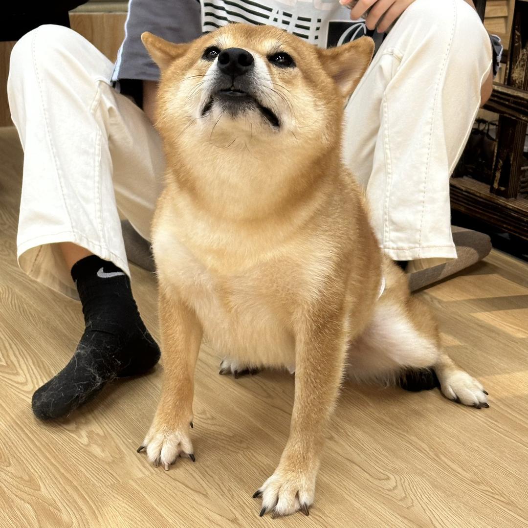 肚肚