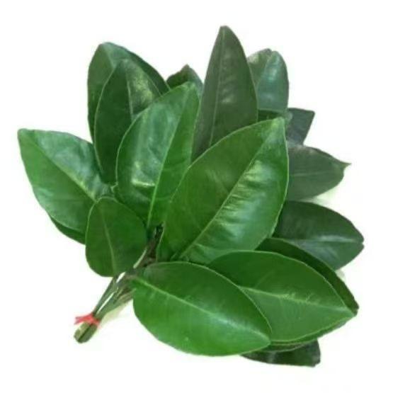 Summer（爆改36）