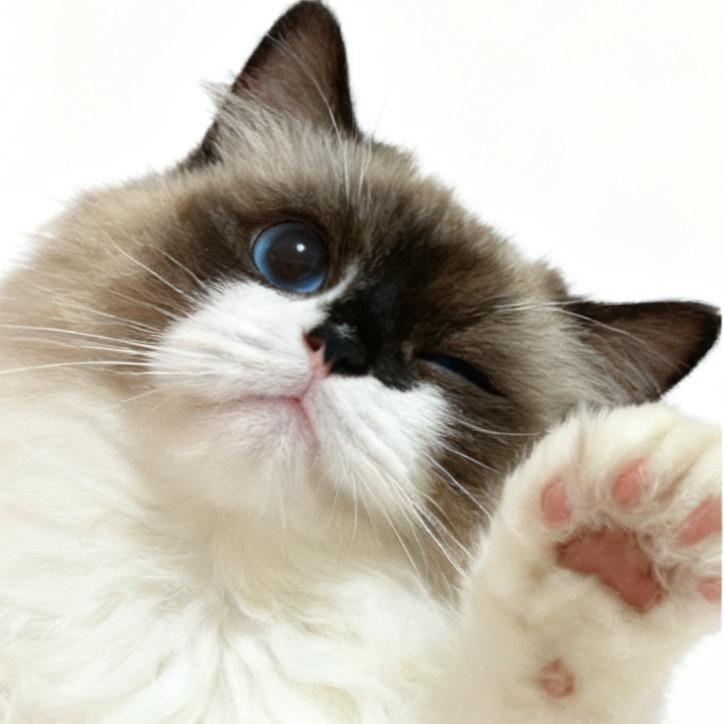 小福猪