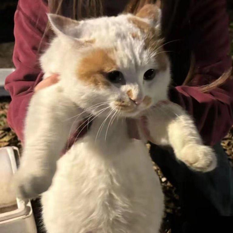 俺的妹