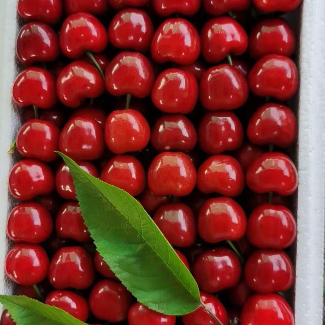 沂蒙春华大樱桃