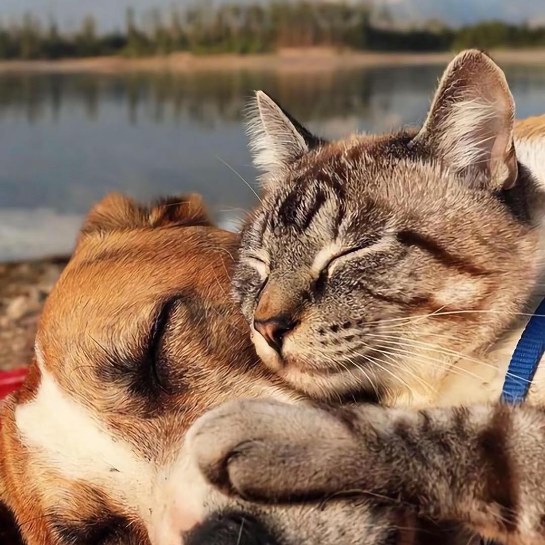 雅士顿宠物超市