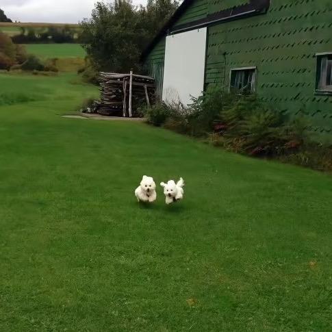 差掰lolm（国服瑞文剑魔）