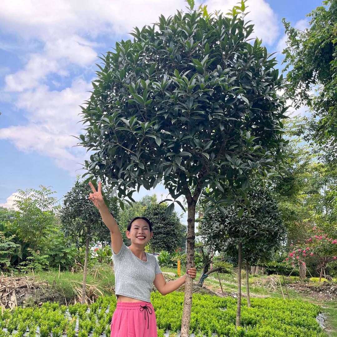 婷婷的自然花园