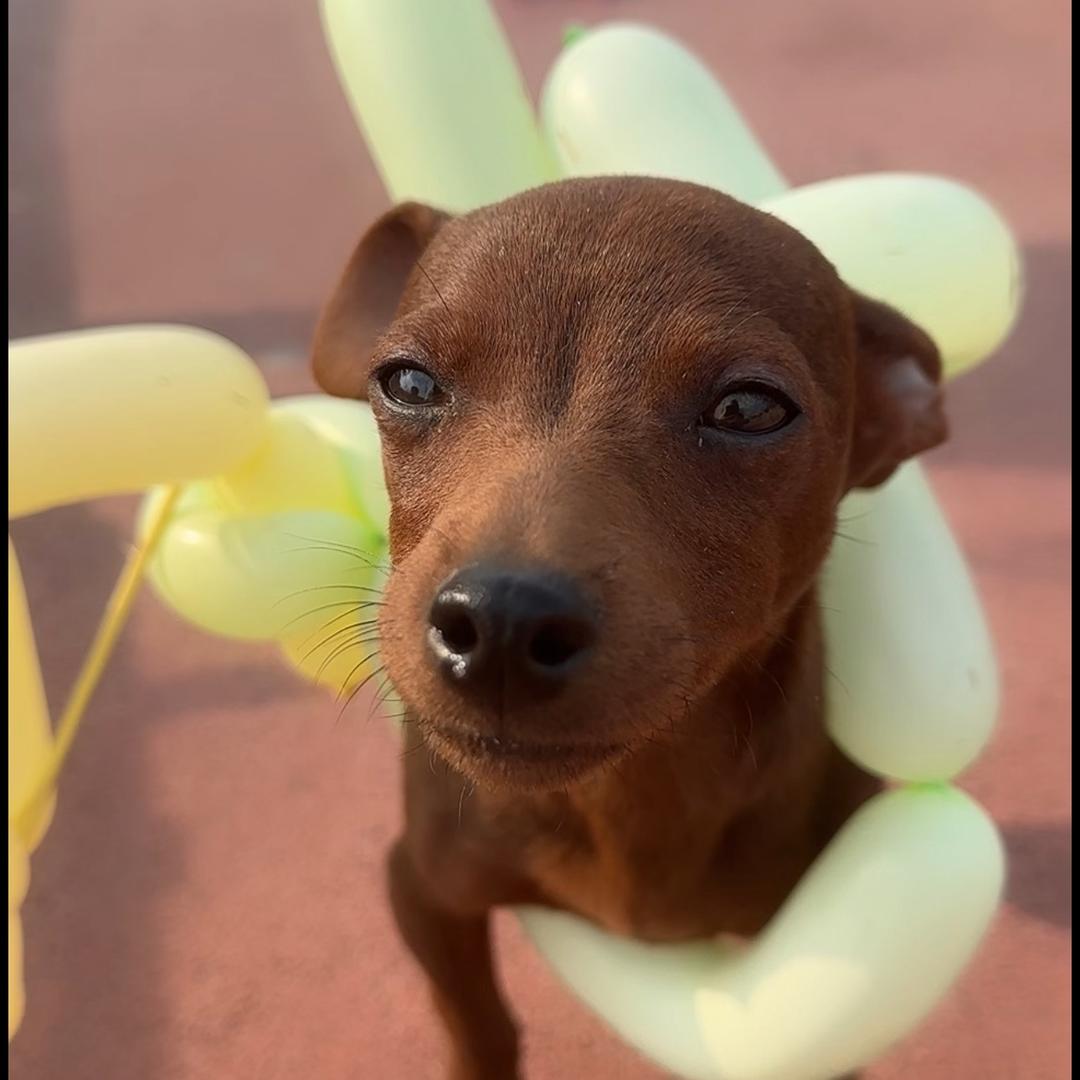【元宝来啦！🐾✨】