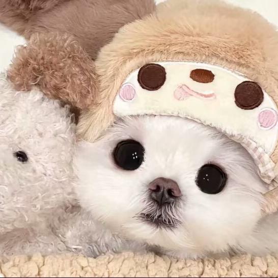 兔叽🐰