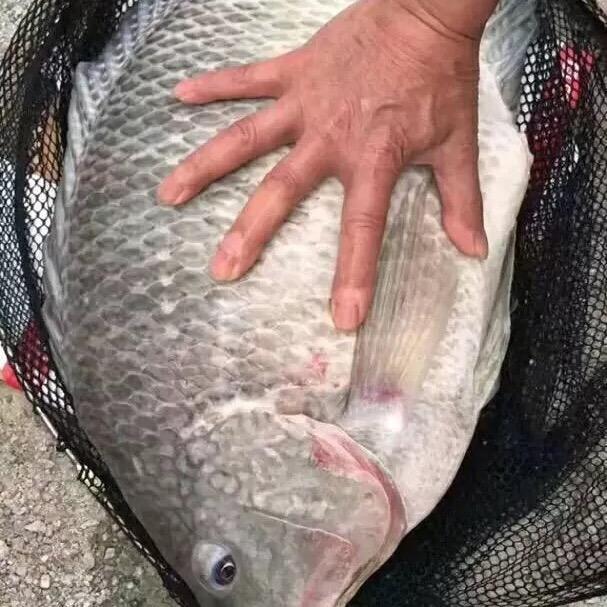 钓竿的音符🎣