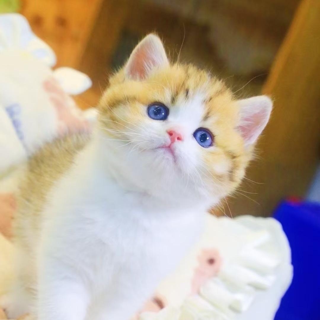 深圳小杨家的猫—直播号
