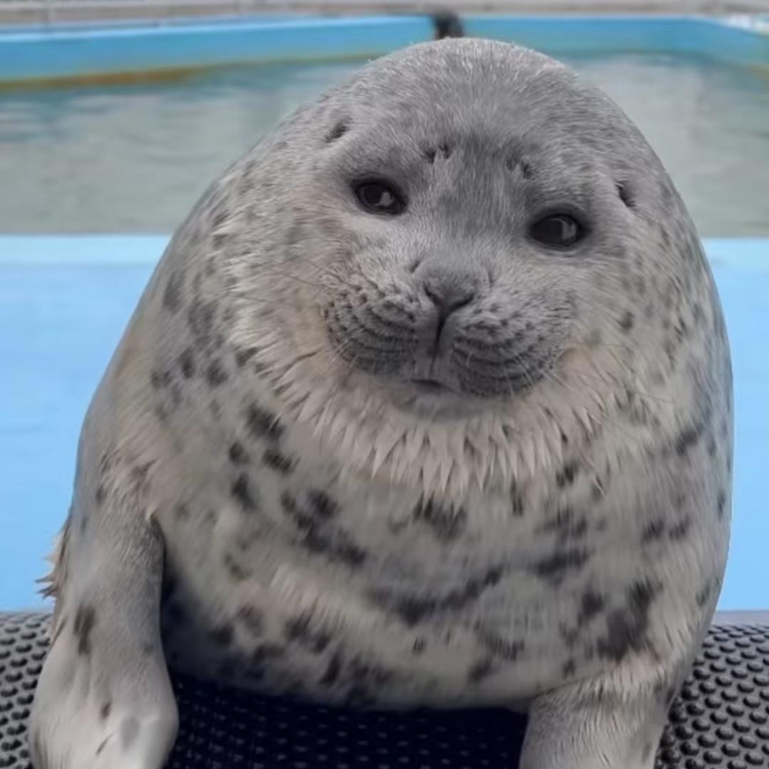 绝望的海豹🦭