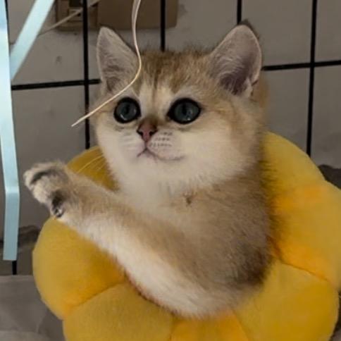 快乐哈巴狗🐾墩墩