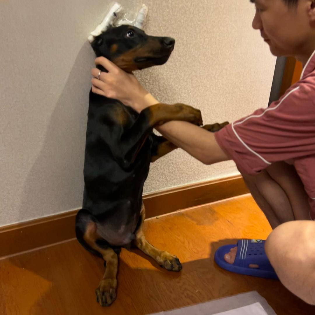 布鲁是只傻狗