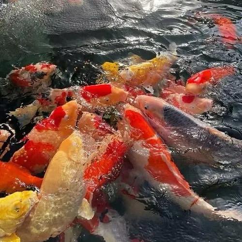 裸辞土木牛马转跑刀小哥