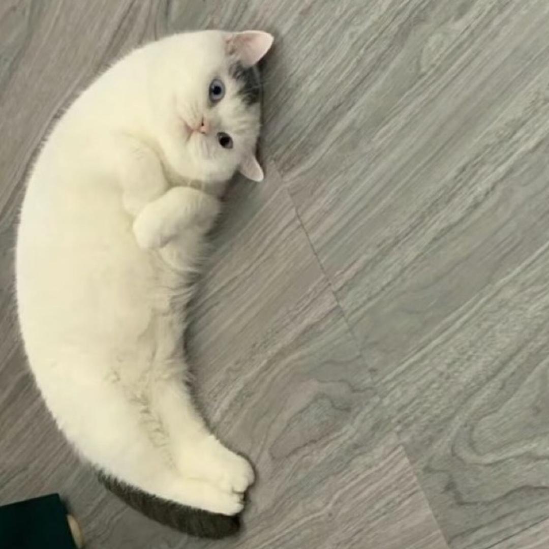 小兔子乖乖ㅇㅅㅇ