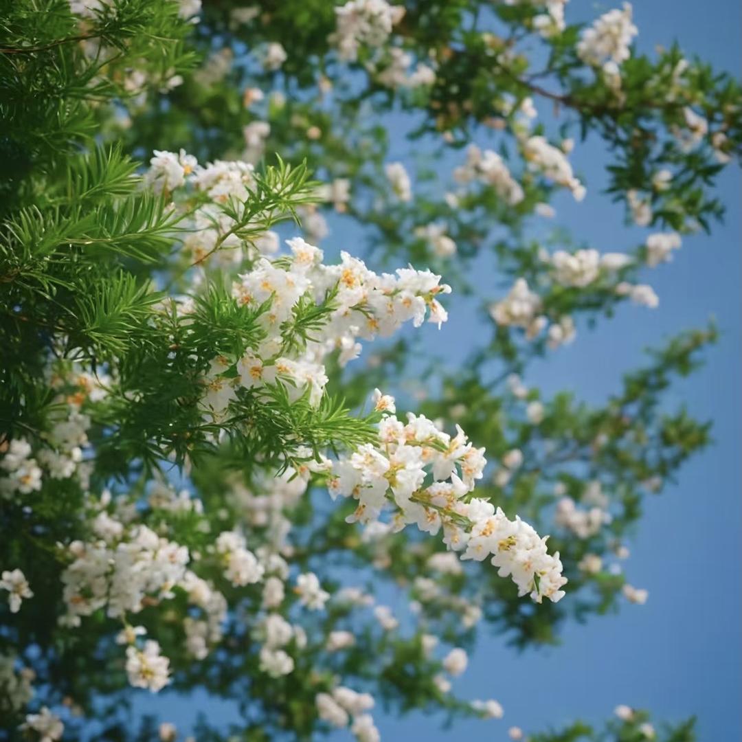 大嘴的花卉