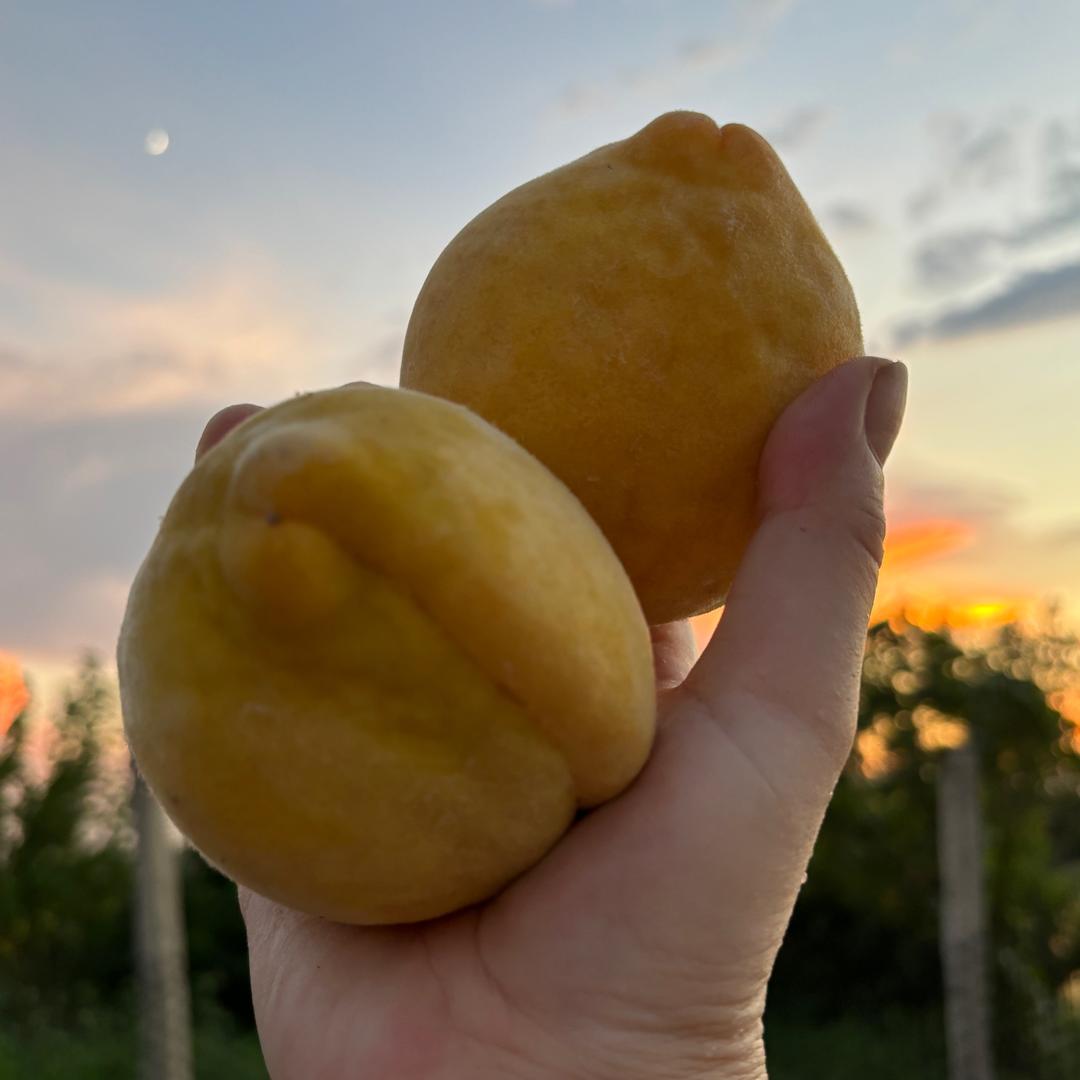 追逐💫锦绣黄桃🍑