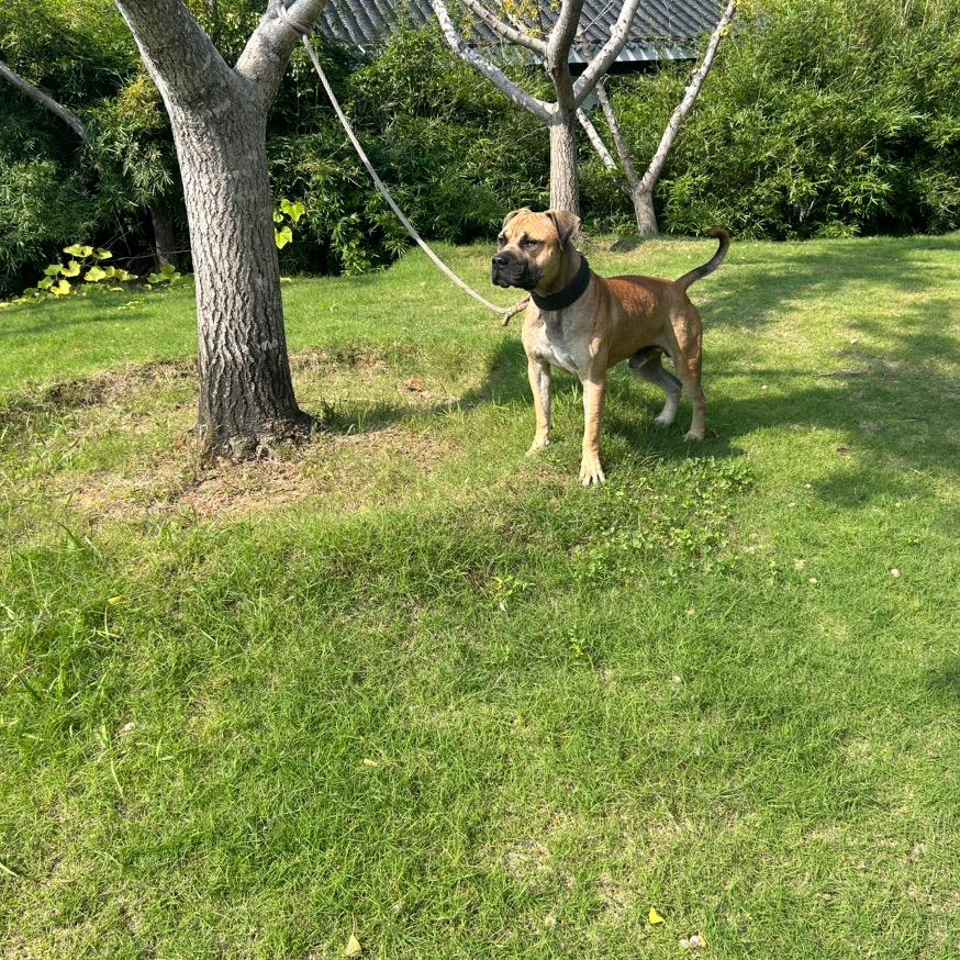 业余比特，阿超