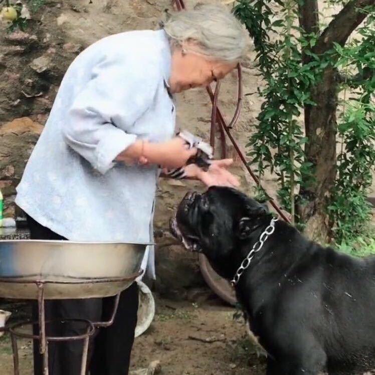猛犬之翼